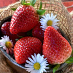 Morango